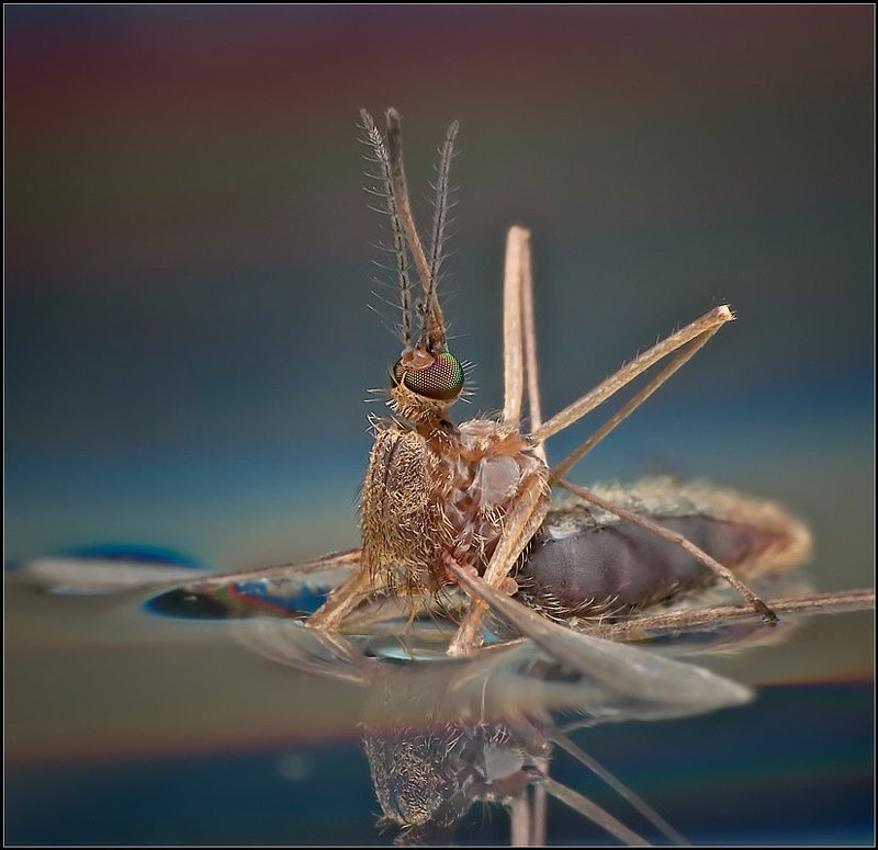комар,макро, Последняя песня комара.photo preview