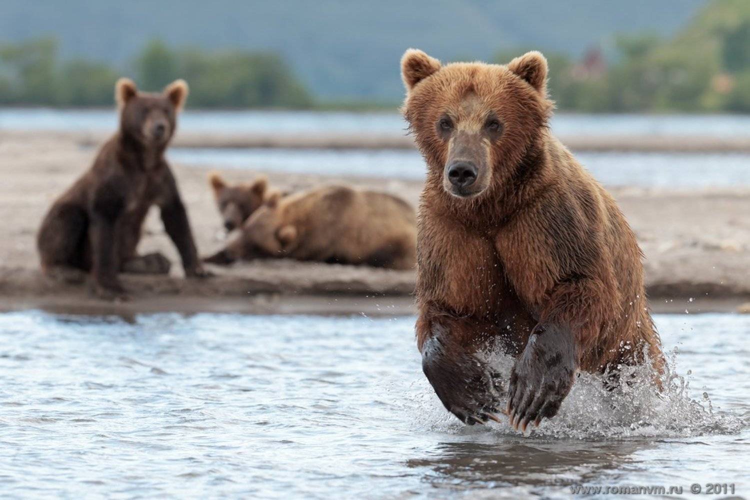 камчатка, медведь, озеро курильское, Роман Мурушкин