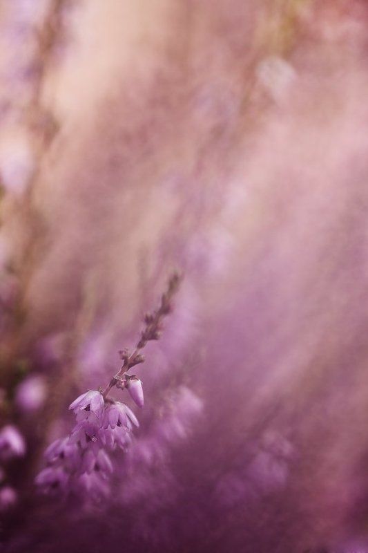 вереск, вечер, палитра вересковый этюд 2photo preview