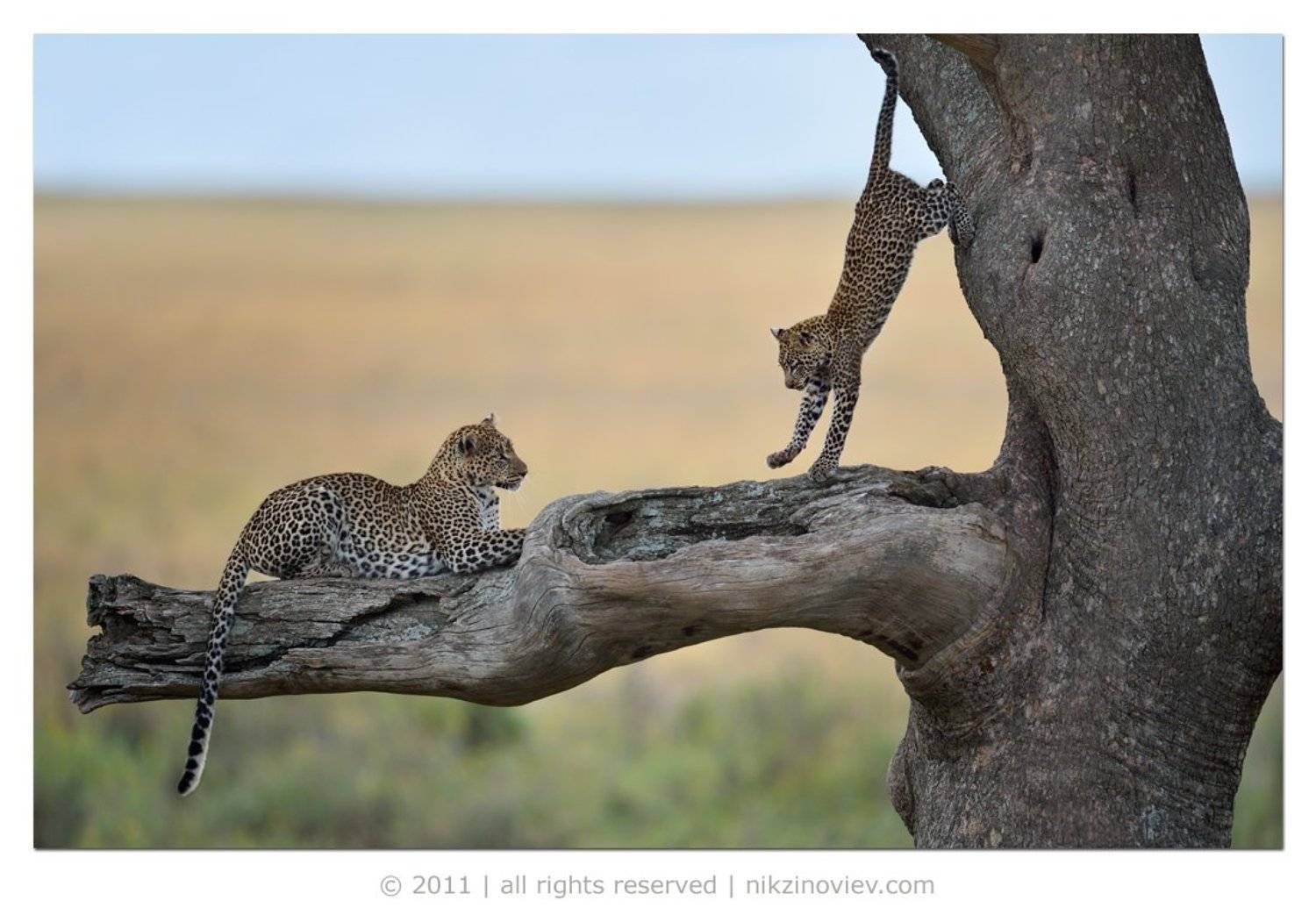 леопард, котенок, дикая природа, животные, африка, николай зиновьев, Николай Зиновьев
