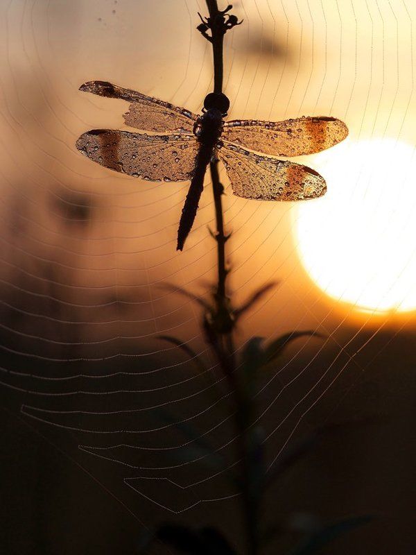 осенний рассветphoto preview