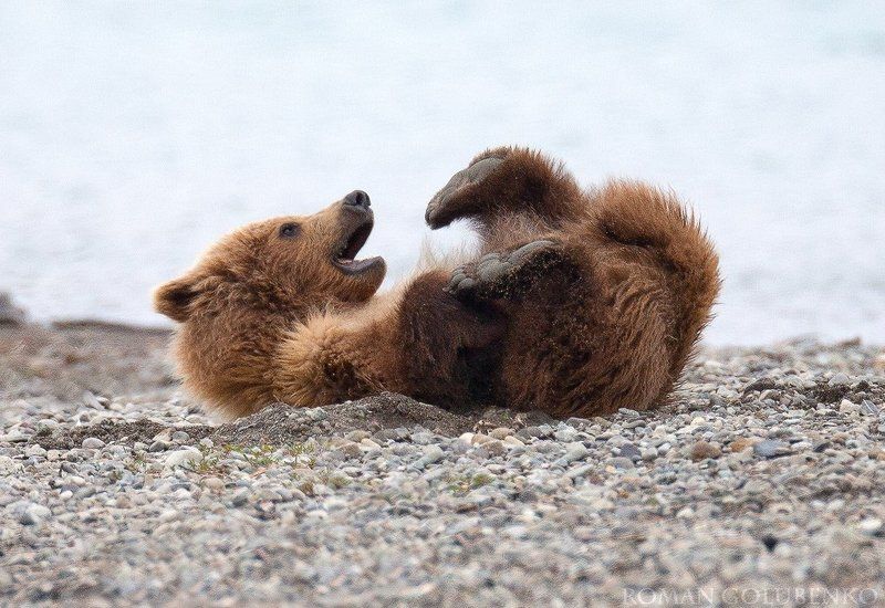 Я на солнышке лежу. Аляска / Sunbathing Alaska stylephoto preview
