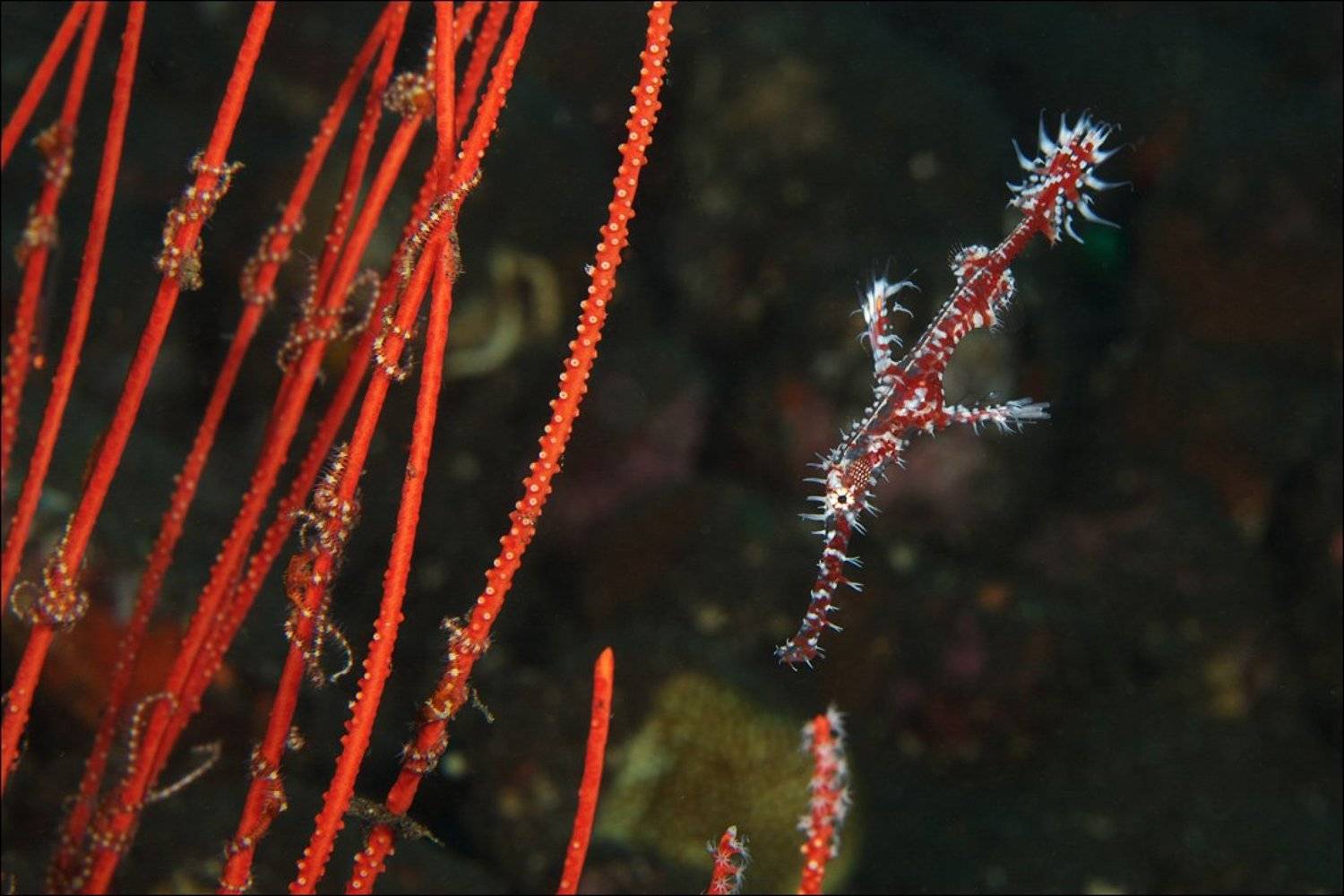 Ghost pipefish. Автор: Anton Akhmatov ghost, pipefish, underwater, bali, indonesia, red, Anton Akhmatov