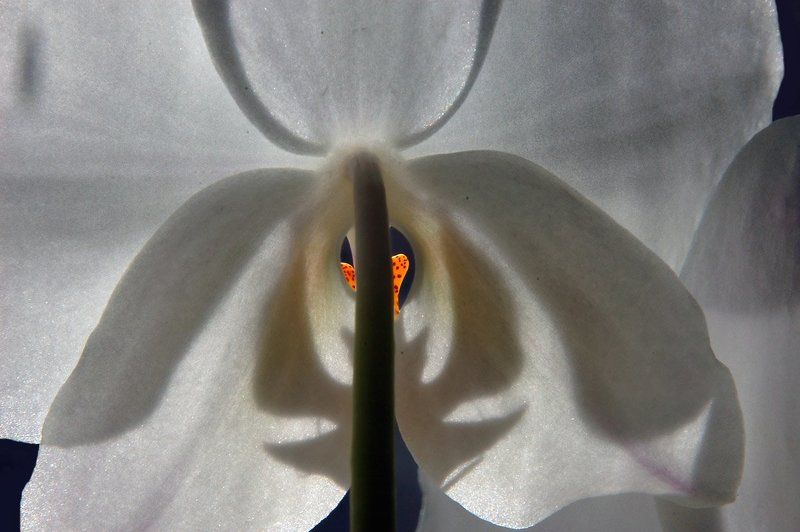 зорко одно лишь сердце...(с)photo preview