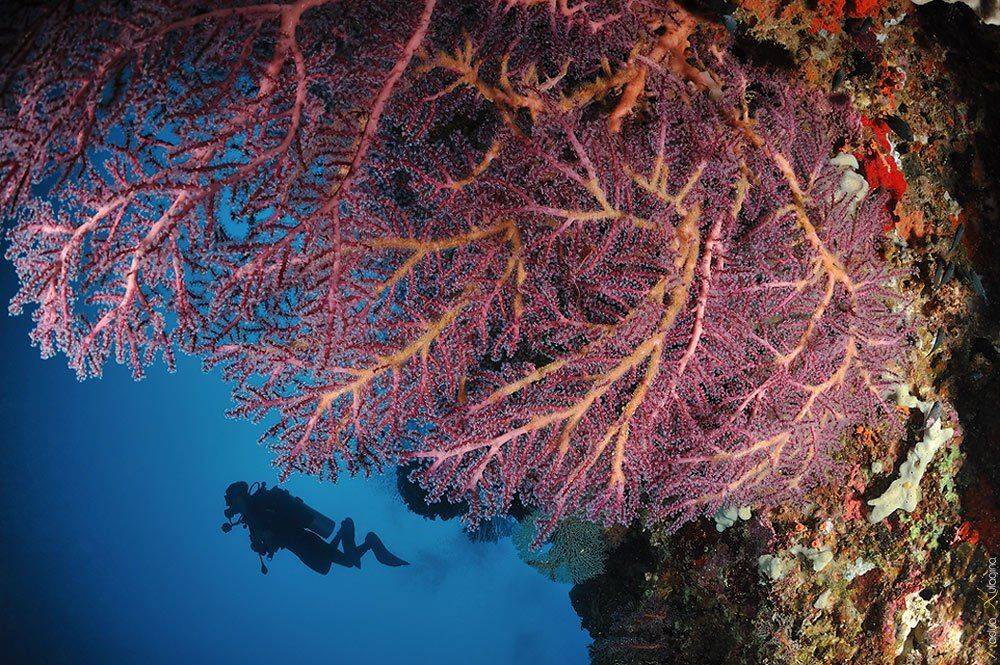 underwater, photography, Nadya Kulagina