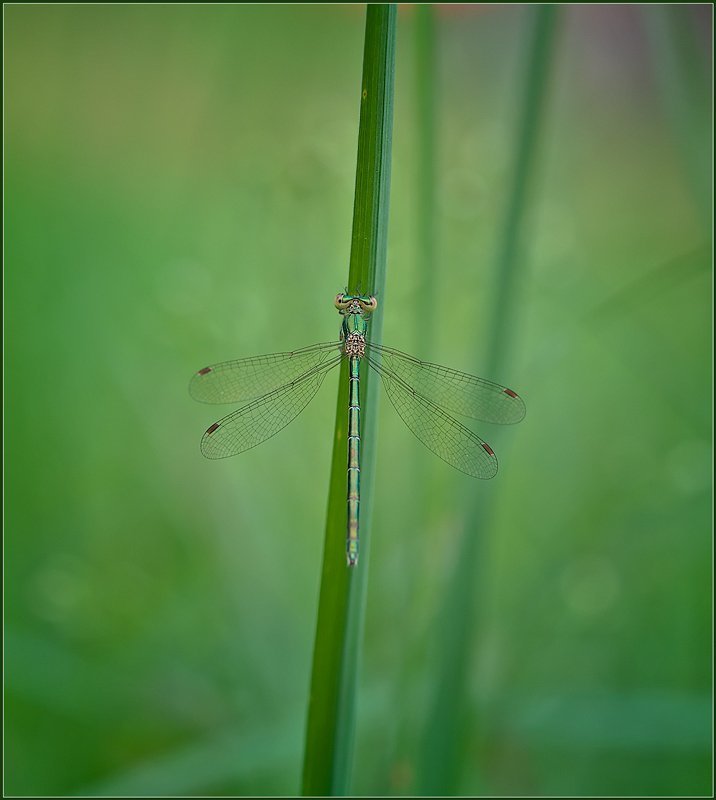 макро,стрекоза, Красотка.photo preview
