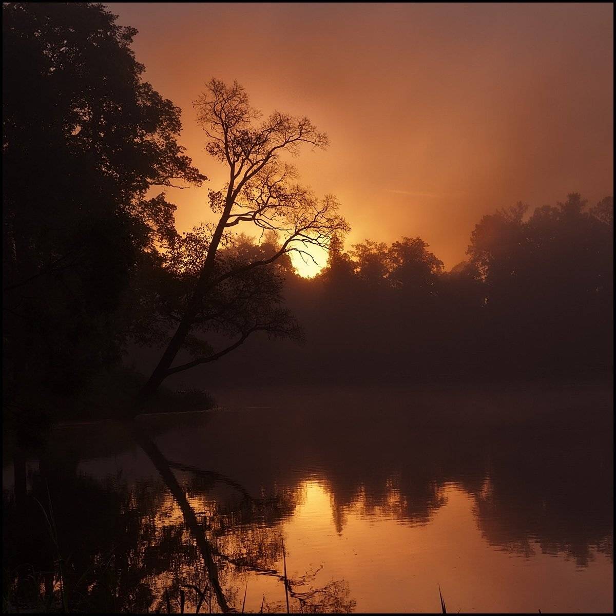 Туманное утро. Автор: Sergey , Sergey