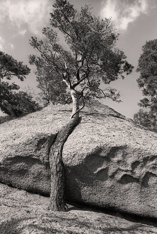 дерево, скала Борьба за место под солнцемphoto preview