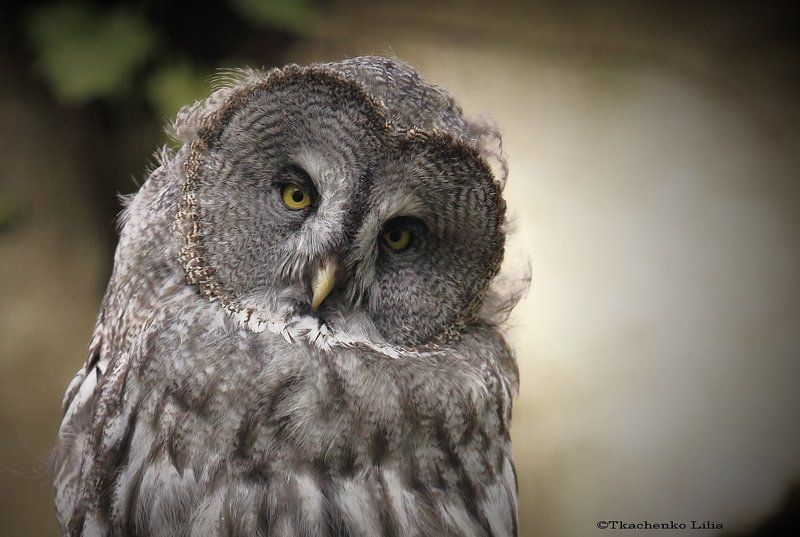 Сумрак фото превью