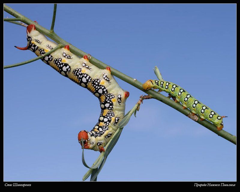 Толстый и тонкийphoto preview