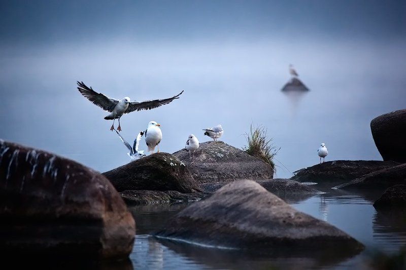 чайка, сценка Gull\'s lifephoto preview