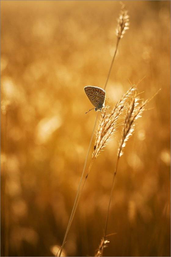 ***. Автор: KIZILL , KIZILL