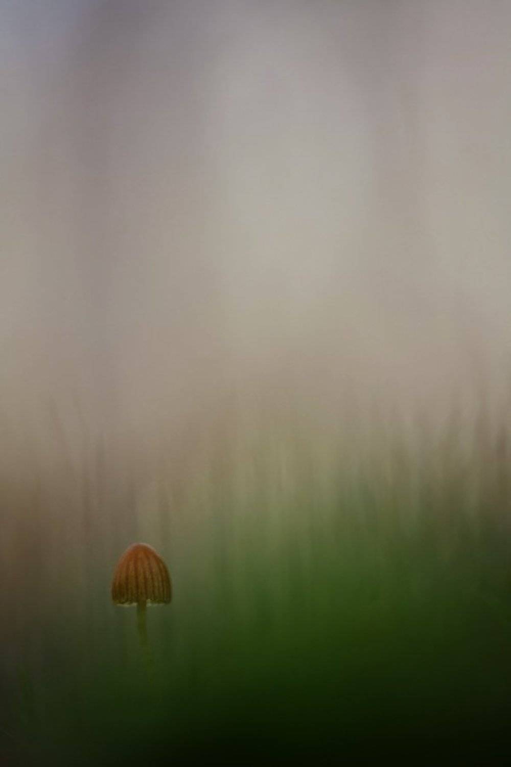 один в тумане. Автор: Юлия гриб, осень, туман, Юлия