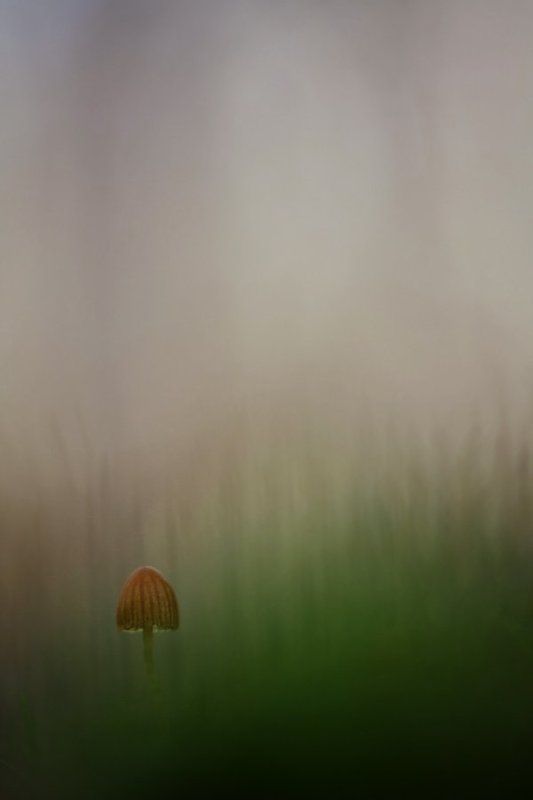 гриб, осень, туман один в туманеphoto preview