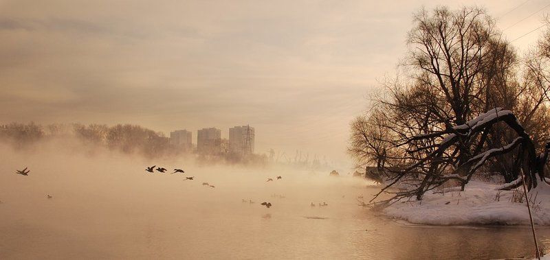 москва, утки, туман ***photo preview