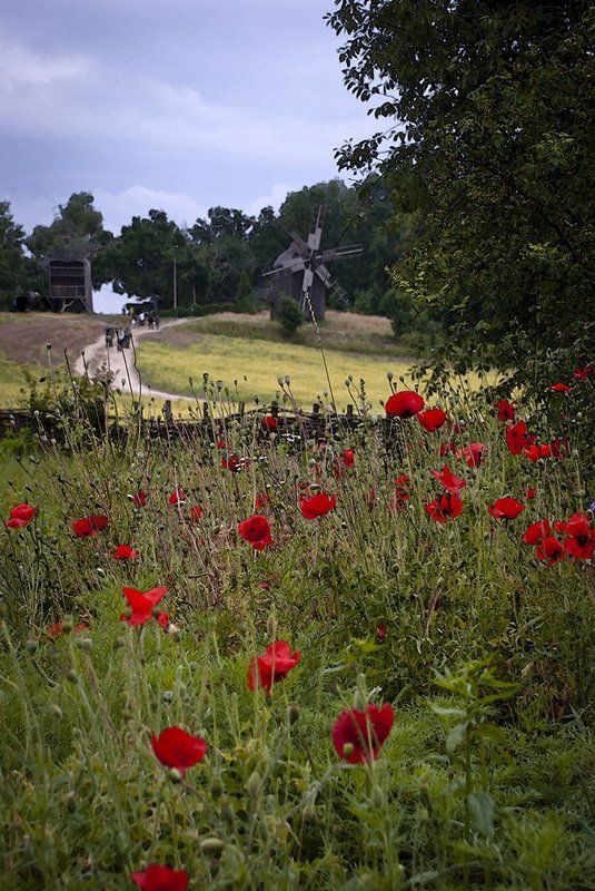 лето,маки,мельница,дорога. Прошедшее летоphoto preview