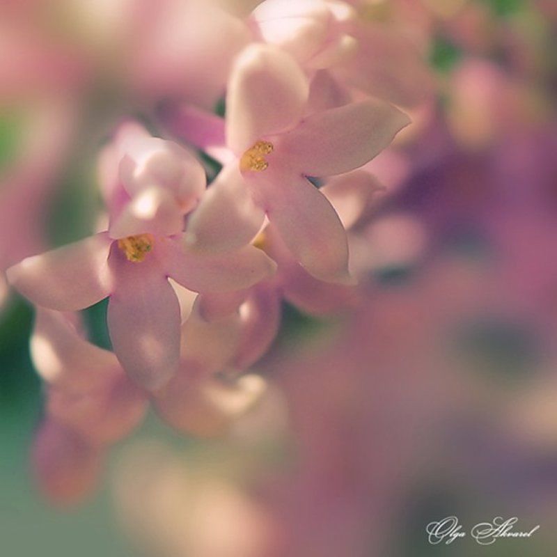 цветы сиреньphoto preview