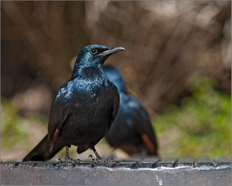 птички, путешествия, природа Птичкиphoto preview