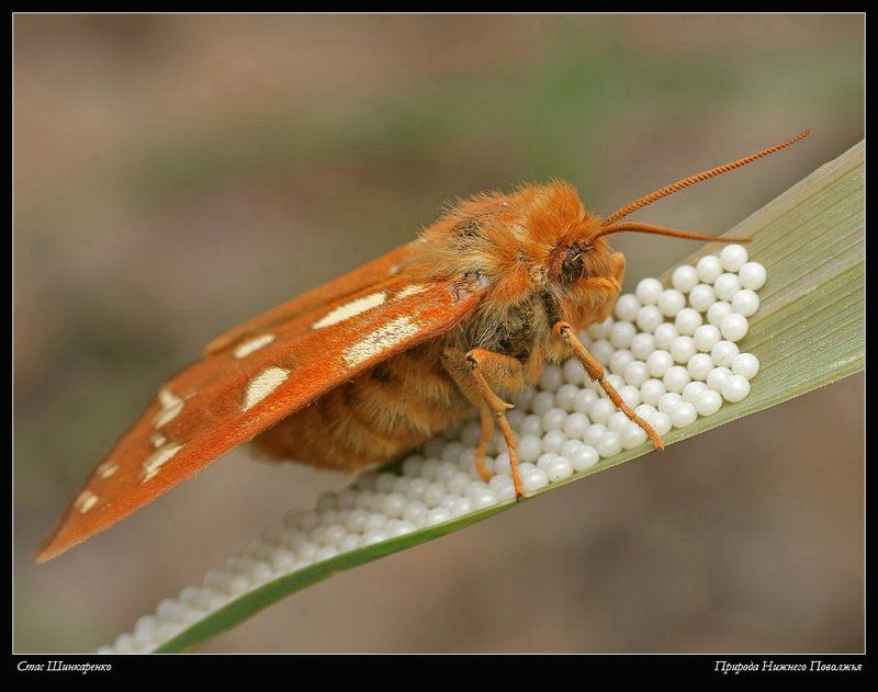 Дама с жемчугамиphoto preview