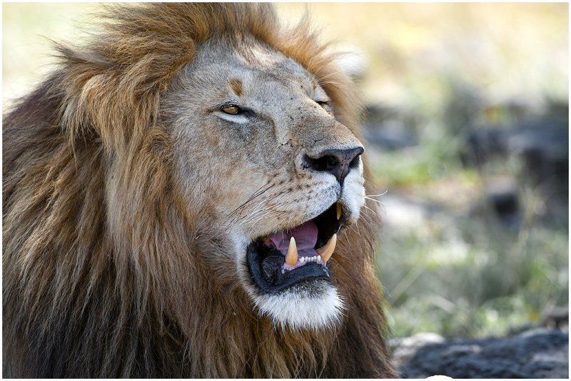 лев, кения, , портрет Портрет Царя.photo preview