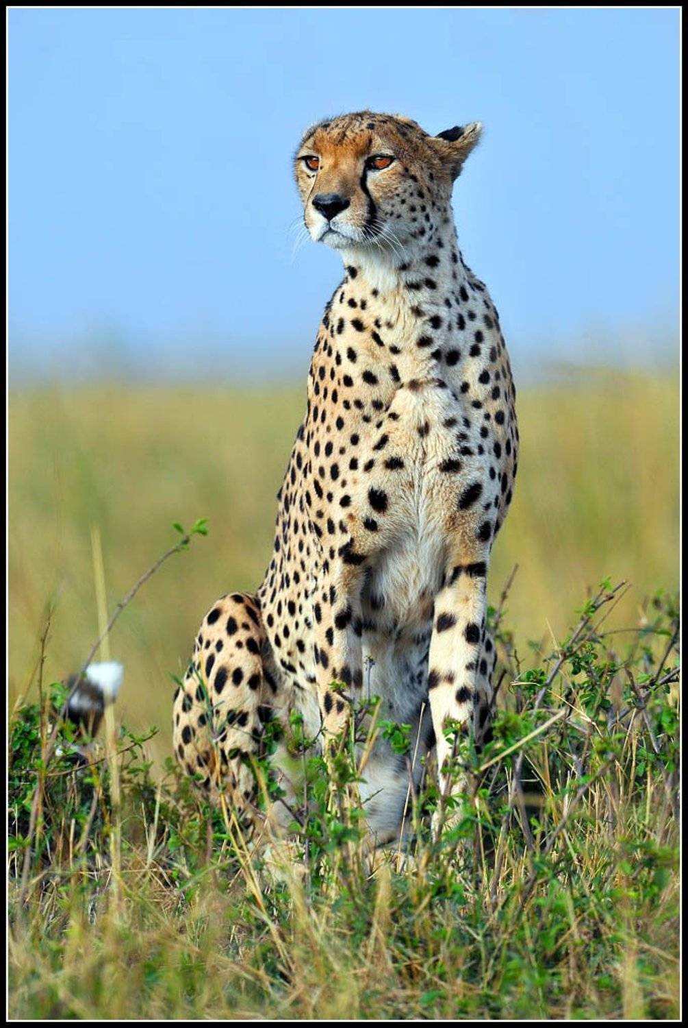 кения, чита, Roman Gamurar