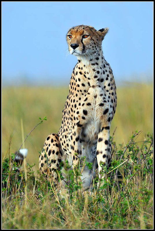 кения, чита На охоте.photo preview