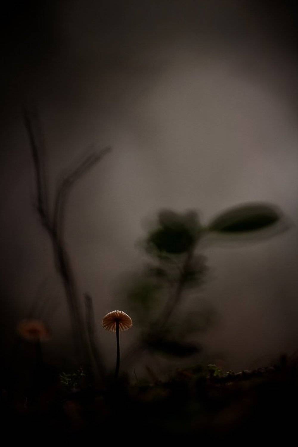 лесной фонарик. Автор: Юлия гриб, сумрак, лес, Юлия