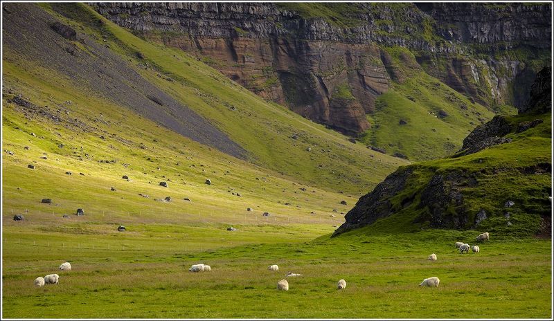 овечка Овечки - это не только ценный мех...photo preview