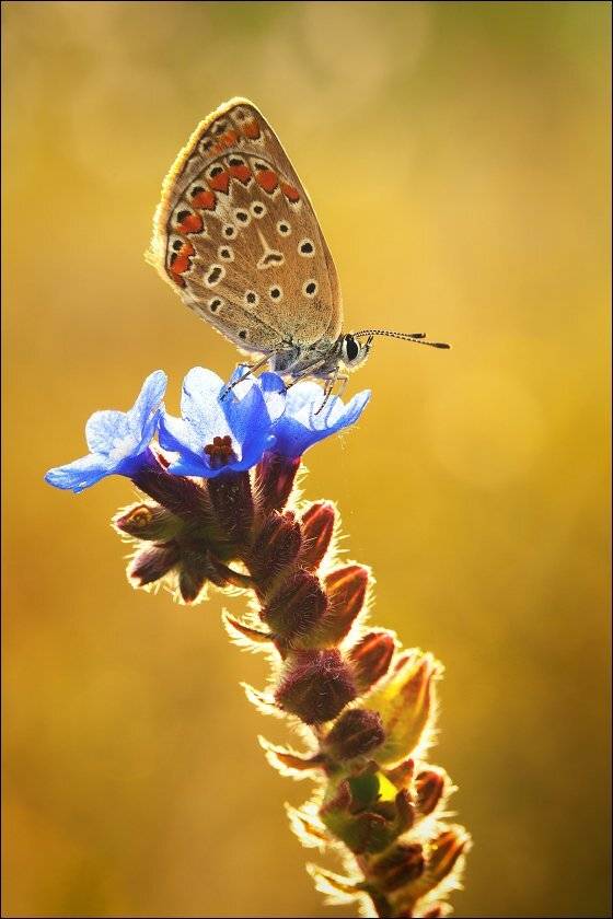 ***. Автор: KIZILL , KIZILL