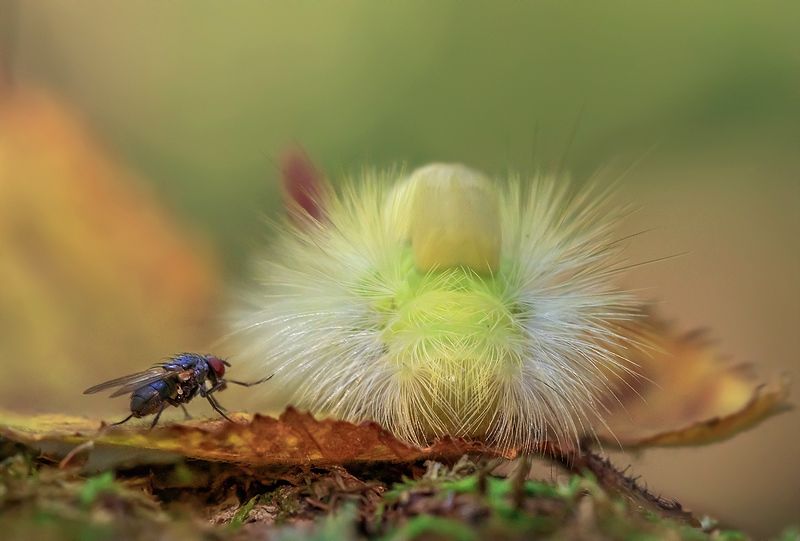 Привет, красотка!photo preview