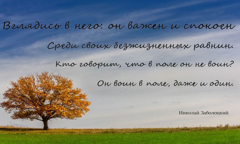 Дурная почва: слишком узловат      И этот дуб, и нет великолепья      В его ветвях. Какие-то отрепья      Торчат на нем и глухо шелестят.      Но скрученные намертво суставы      Он так развил, что, кажется, ударь —      И запоет он колоколом славы,      photo preview