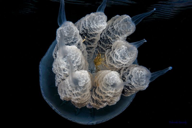 Планета Медузаphoto preview