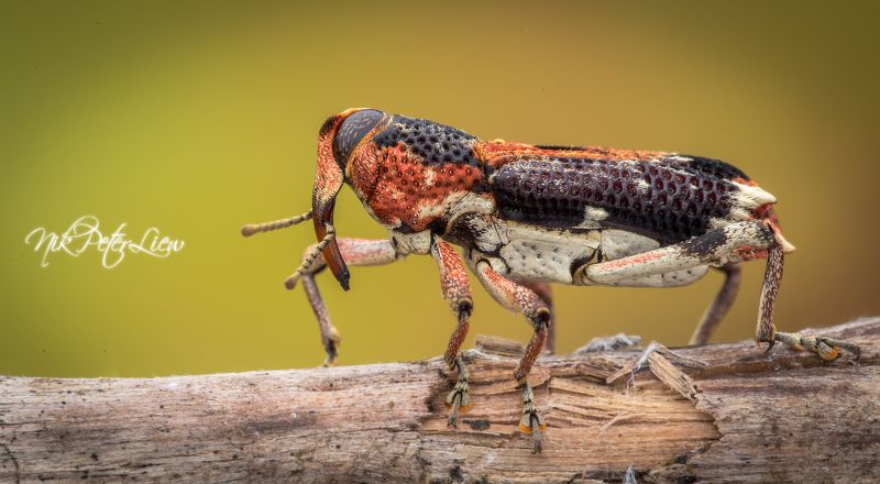 #macro #red weevil  #nature #npl Little RED Elephant photo preview