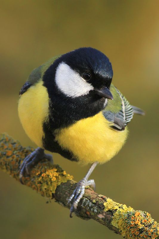 bird,wildlife,nature,winter,tree,color,scene,birds,wild,beauty,green,garden,branch,woods,natural Great titphoto preview