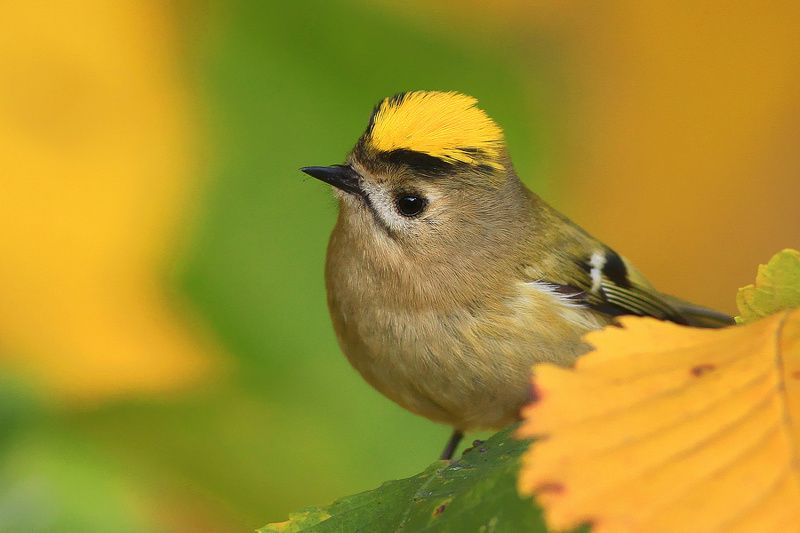 bird,yellow,green,wildlife,nature,color,beautiful,scene,woods,scenery,autumn,wild,beauty,forest,birds,natural,king The Kingphoto preview