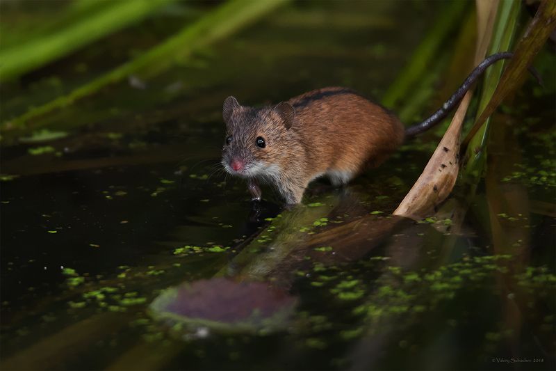 По коленоphoto preview