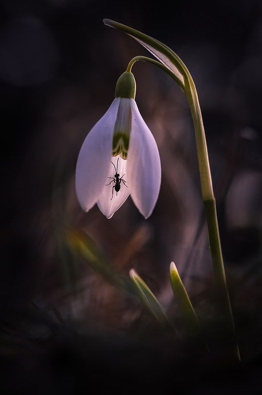 Звонарьphoto preview