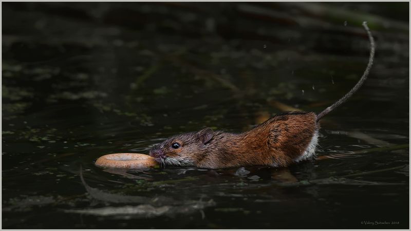 Спасательный кругphoto preview