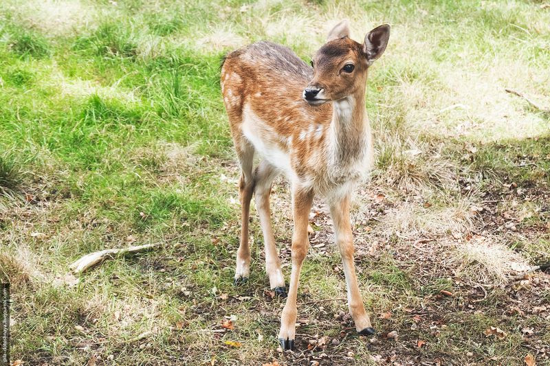 Бэмби фото превью