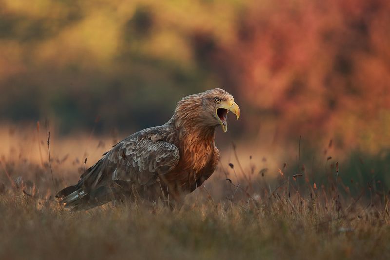 Opera singer фото превью