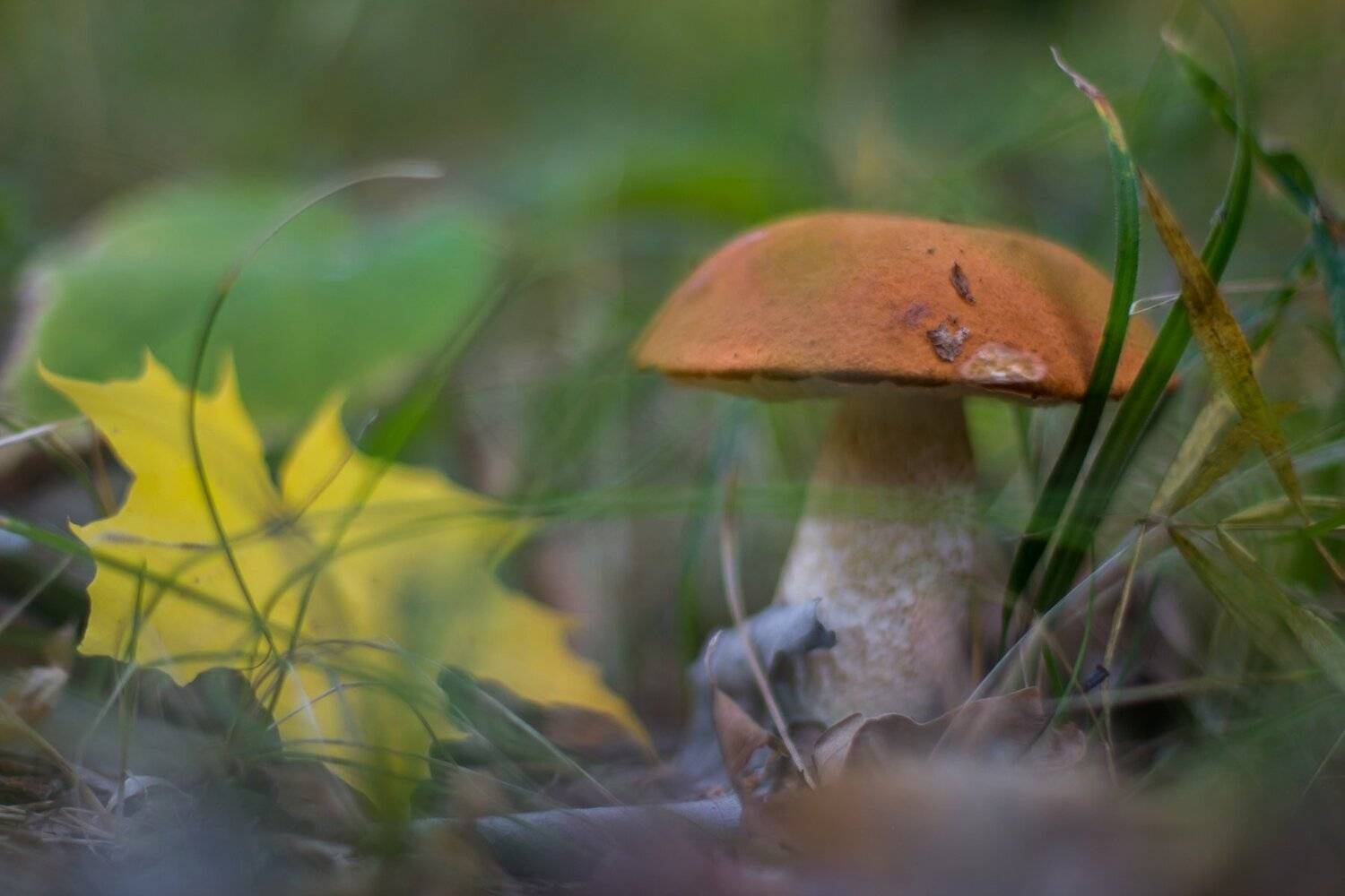 Автор: Руслан Востриков , Руслан Востриков