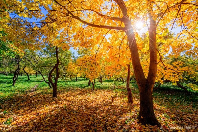 пейзаж, осень, парк, москва Осень в паркеphoto preview