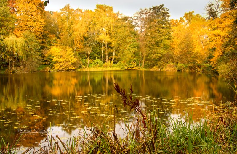 природа, осень, пруд, листья Осенний прудphoto preview