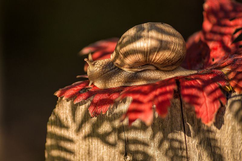 Осеннее кружевоphoto preview