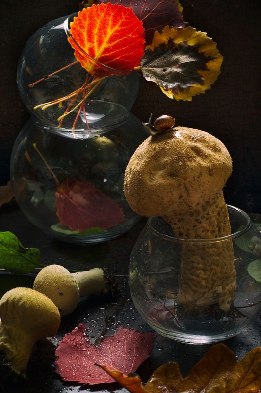 улитка,листья, осень, гриб С дождевикомphoto preview