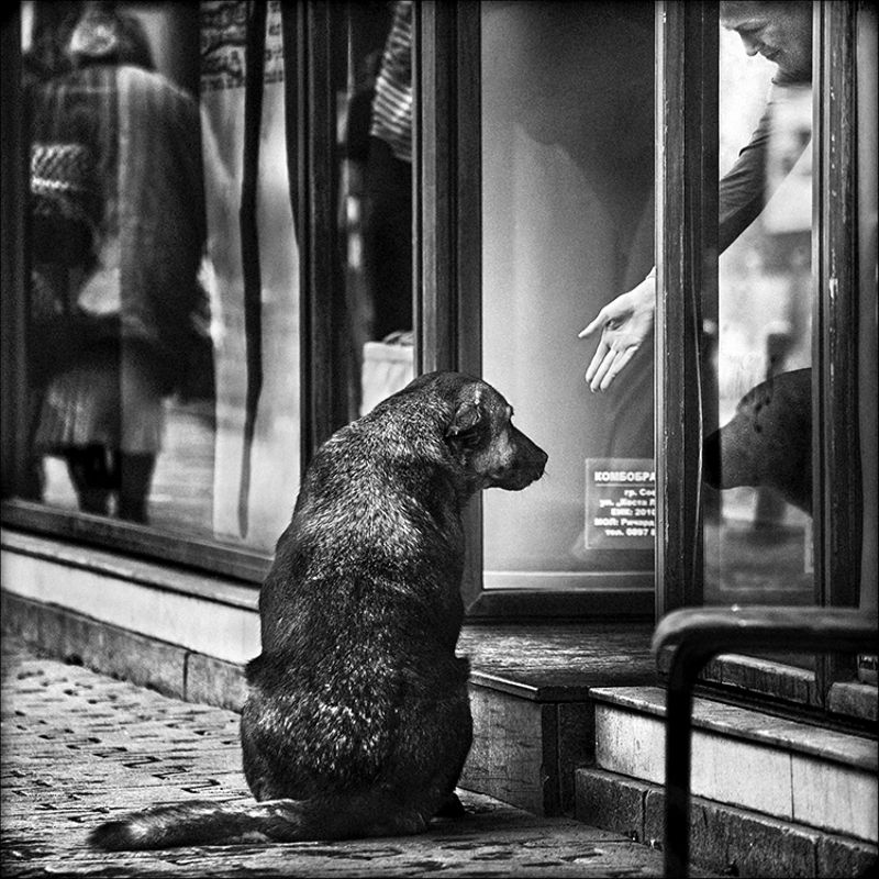 dog, собака ***photo preview