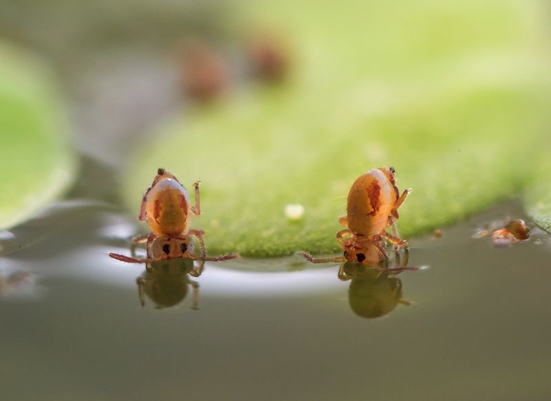 коллемболы, брачные игры Торчкиphoto preview