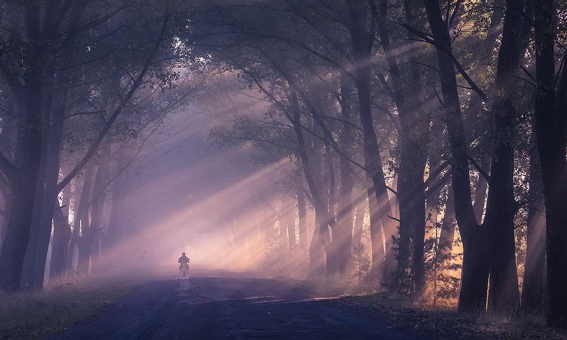 Туман укутал пелериной стволы деревьев и меня.photo preview