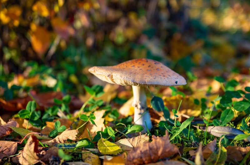 Много золотаphoto preview