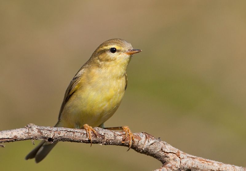 Пеночка-трещотка (лат. Phylloscopus sibilatrix)  Пеночка-трещотка (лат. Phylloscopus sibilatrix) photo preview